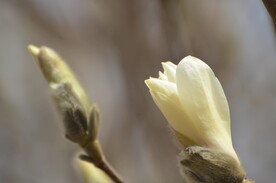 白玉兰花蕾