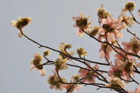 粉色玉兰花满枝