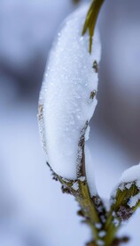 冰雪初融