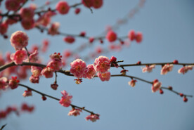 红梅花