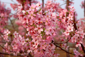 樱花 蔷薇科 美丽樱花 樱花烂
