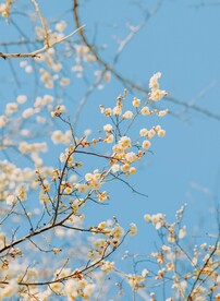 盛开的杏花