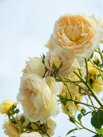 月季花