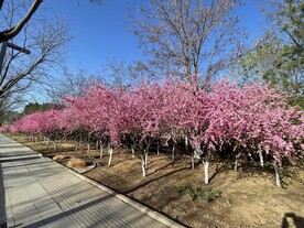 桃树 桃花