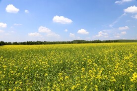 油菜花