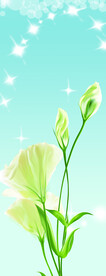 玉兰花