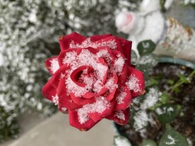 月季与雪花