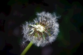 蒲公英