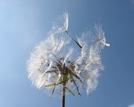蒲公英