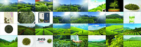 茶叶茶山图集