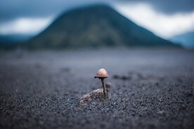 蘑菇