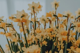 黄水仙