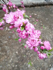绽放的桃花