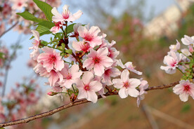 樱花