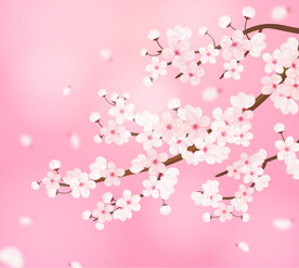 樱花插画
