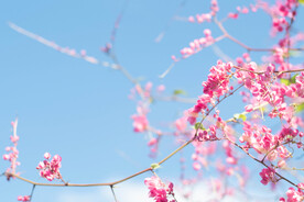 唯美鲜花壁纸