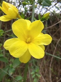 迎春花