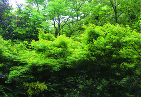 风景   树