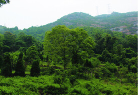 风景   树