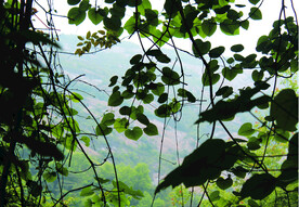 风景  树