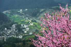 桃花林