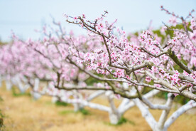 桃花林