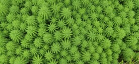 有趣的水草