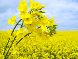 小黄花