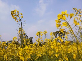 福州梁厝油菜花