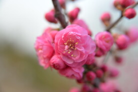 梅