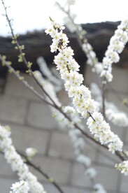 梨花开