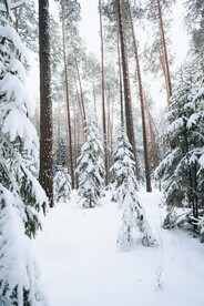 冬季雪松图