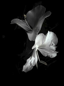 姜花