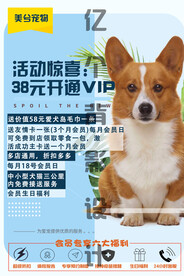 宠物店 宠物海报