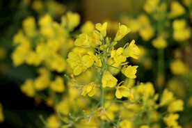 黄菜花