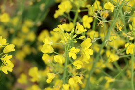 黄菜花