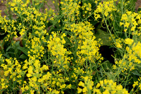 黄菜花