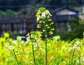 油菜花高清摄影图