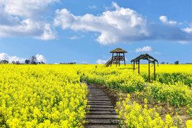 唯美油菜花海