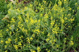 黄菜花