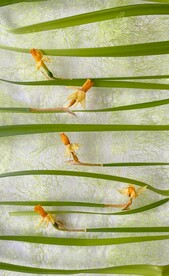 花枝