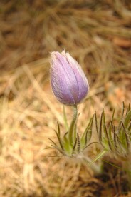 老翁花