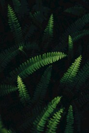 高清黑色背景绿色蕨类植物叶子