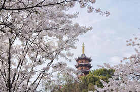 白色樱花