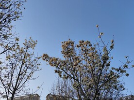 白玉兰