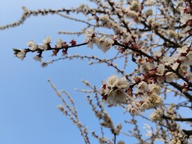 济宁湿地公园景色 杏花