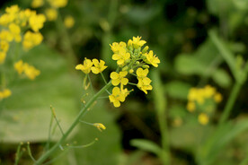 黄色菜花