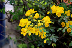 黄槐花