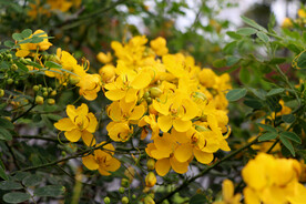 黄槐花