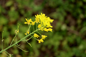 黄菜花